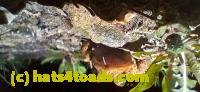 /home//u458753944/public_html/sourcegallery//////Roxborough Toad Detour/2025/2025-04-19/20250419_210952.jpg
